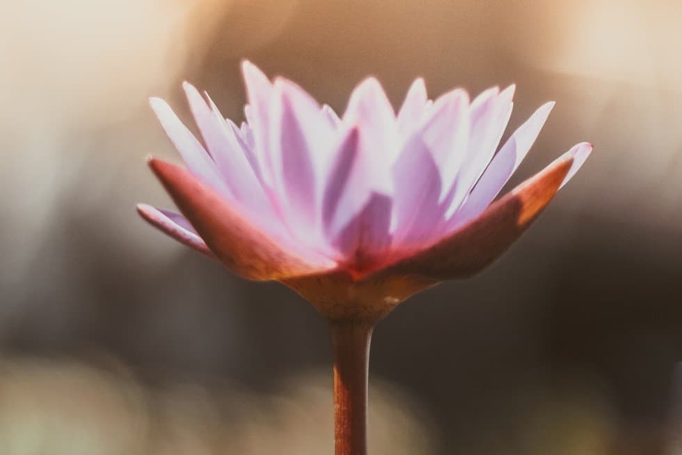 lotus flower