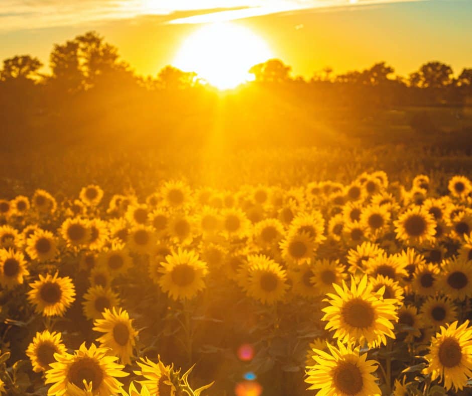 sunflower field